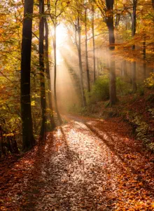 Firefly tranquil forest path covered in autumn leaves, with golden light filtering through the trees